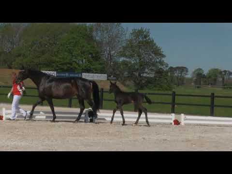 Respect S born 08 04 2018  Colt by Revolution Romanov