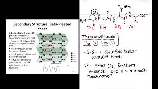 Proteins 3