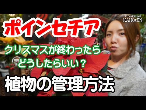 ポインセチア 植物