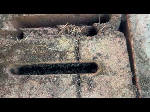 A Whole Lot of Ants on the Bricks in Tinton Falls, NJ