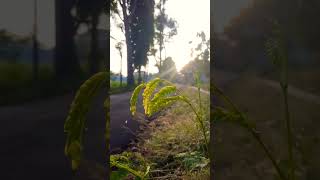 Download lagu Cinematic pagi hari #cinematicalam #storywa #cinematicvideo #mentahanvideo#shorts  #cinematic30detik mp3