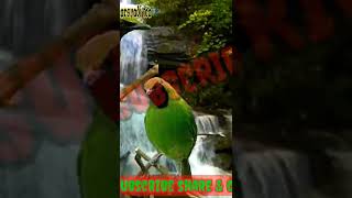 Download lagu INI DIA SOLUSINYA !!!! CUCAK IJO MACET , TERAPI GEMERCIK AIR TERAPI CUCAK IJO mp3