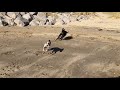 Whippet Vs Greyhound