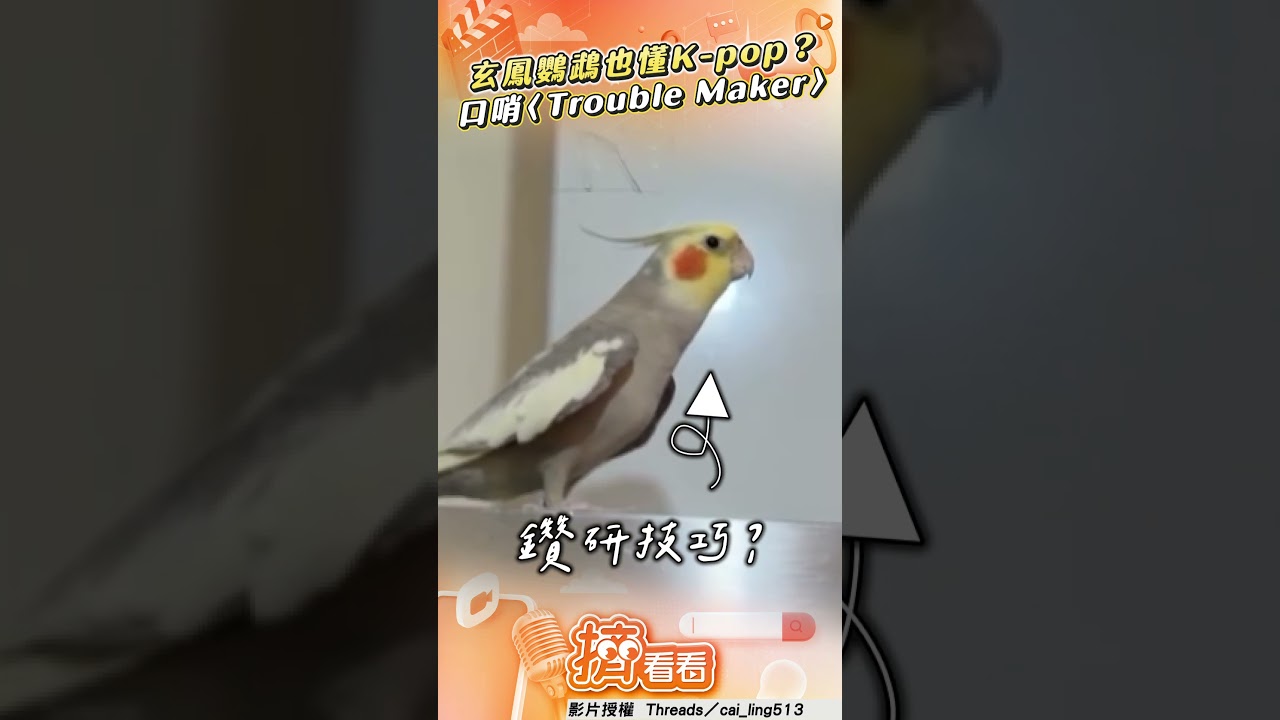 影音/讀音樂系?玄鳳鸚鵡秀吹口哨 神還原泫雅〈Trouble Maker〉