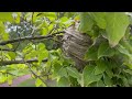 Soccer Ball Sized Bald-Faced Hornet Nest Found in a Tree in Beach Haven, NJ