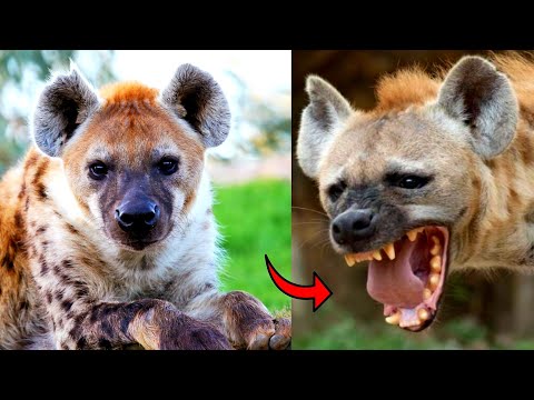 MFAHAMU FISI NA MAAJABU YAKE DUME NA JIKE MAUMBILE YAO YANAFANANA NI AJABU SANA TAZAMA