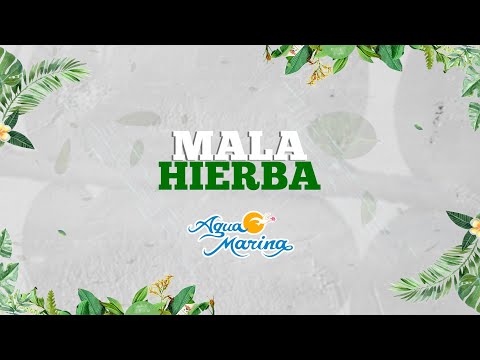 Video Mala Hierba (Letra) de Agua Marina