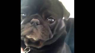 Suz head bobs to Dog Days by Matthew Dear