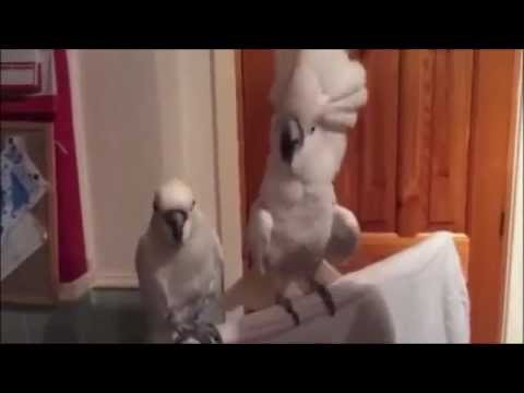 Papuga - kto nie skacze ten za tuskiem