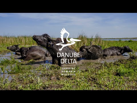Welcome in the Danube Delta