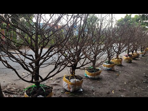 25 Cây Mai Bán Lẻ Bao Ship Ngày 15/5/2023 - Lh: 0979982179