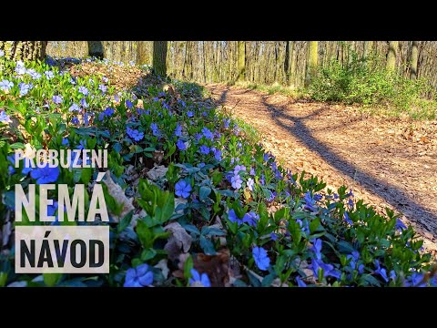 Probuzení nemá návod