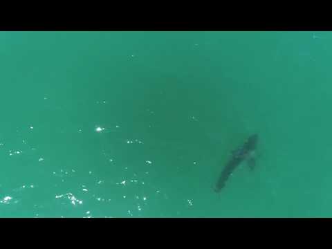 drone footage of great white shark swimming at full speed