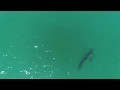 drone footage of great white shark swimming at full speed