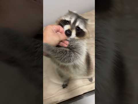 He’s such a show off