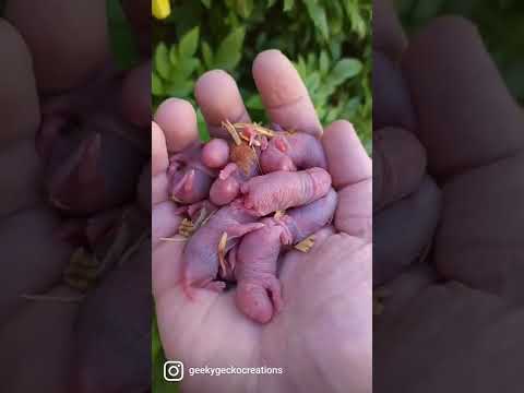 Pinkies! 🐖 #rat #rats #babies #baby #babyanimals #cutebaby #cuteanimals #siblings #family #pets #pet