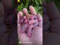 Pinkies! 🐖 #rat #rats #babies #baby #babyanimals #cutebaby #cuteanimals #siblings #family #pets #pet