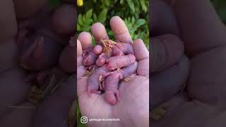 Download lagu Pinkies! π #rat #rats #babies #baby #babyanimals #cutebaby #cuteanimals #siblings #family #pets #pet mp3 Download lagu Pinkies! π #rat #rats #babies #baby #babyanimals #cutebaby #cuteanimals #siblings #family #pets #pet mp3