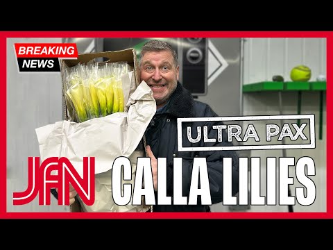 #JFTV NEW! Jet Fresh Growers' ULTRA PAX Calla Lilies!! JFN Product Unveiling with Mike