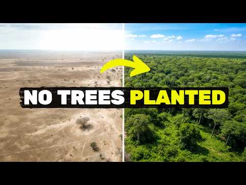 We grew a forest WITHOUT planting a single tree