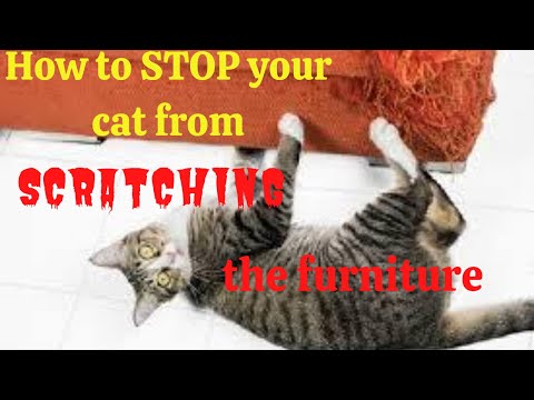 how To Stop Cat From Scratching Leather Furniture-  How To Get Your Cat To Stop Scratching Furniture