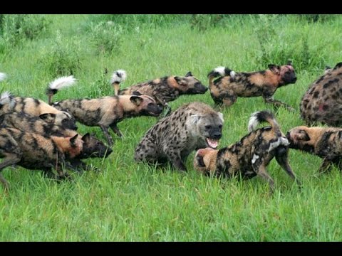 Chó Hoang Châu Phi Săn Mồi (  - NatGeo Tiếng Việt)