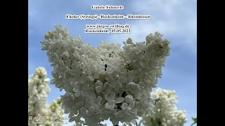 Galerie Fotoserie Flieder Syringa Hackenheim Rheinhessen 