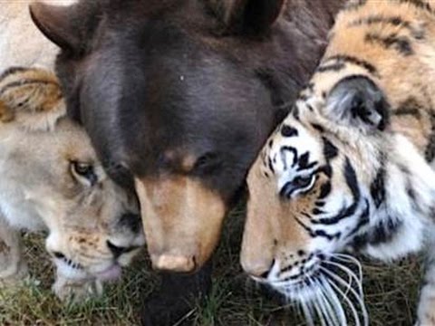 Best Friends Tiger,Lion And Bear Living  Together Documentary