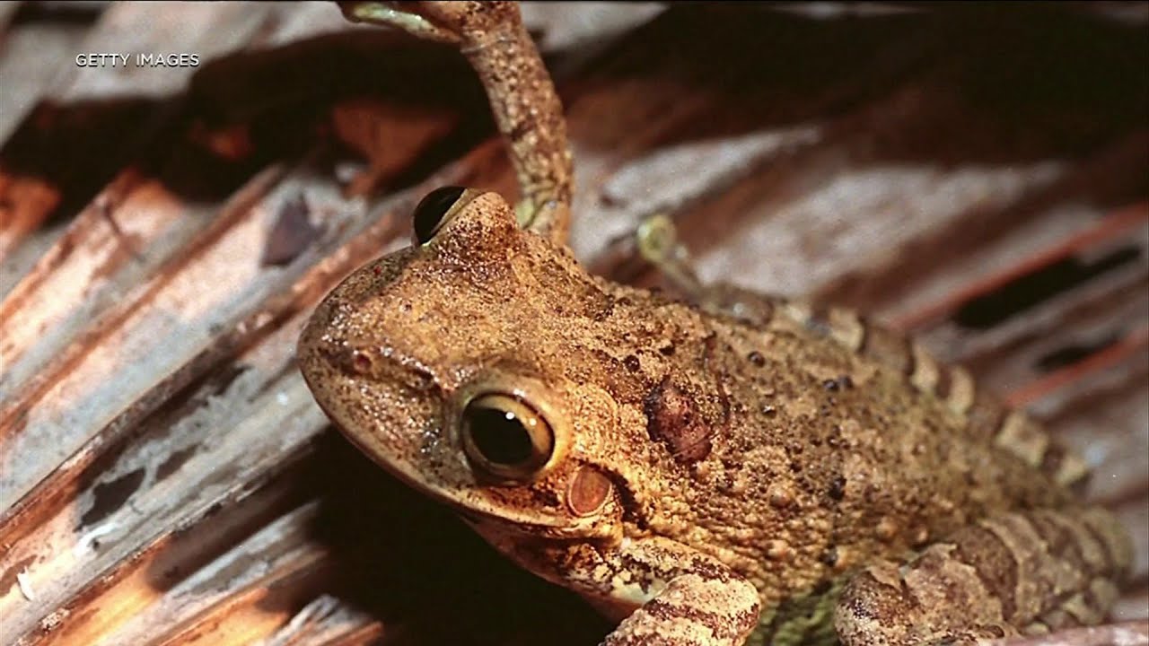 How to Identify a Cuban Tree Frog? Tipseri