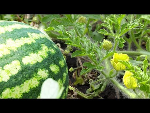 paraziták a hibiszkusz levelein