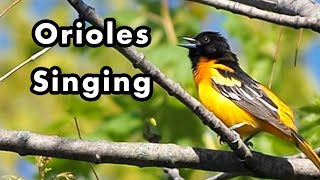 Download lagu Seperti Apa Suara Burung Oriole? - Suara dan Suara Burung Oriole Baltimore - Efek Suara mp3 Download lagu Seperti Apa Suara Burung Oriole? - Suara dan Suara Burung Oriole Baltimore - Efek Suara mp3