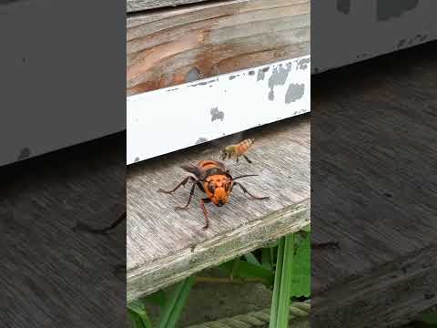 Clever Honeybee Dodges Giant Hornet and Slips Into Hive