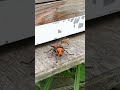 Clever Honeybee Dodges Giant Hornet and Slips Into Hive