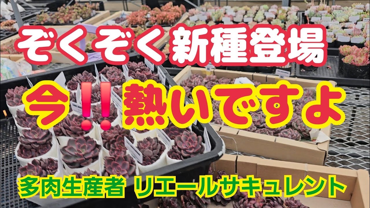 【多肉植物】【販売苗紹介】ぞくぞく新種苗登場～🎵今‼️熱いですよ～🎵2026年4月1日