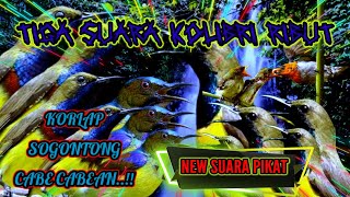 Download lagu SUARA PIKAT BURUNG KOLIBRI SOGONONTONG KORLAP CABE... mp3
