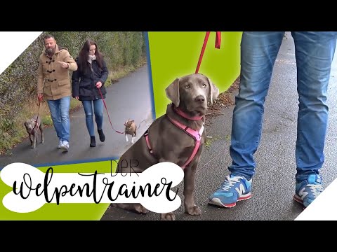 Leinenführigkeit 2.0: So orientiert sich der Hund an der Körpersprache | Der Welpentrainer | sixx