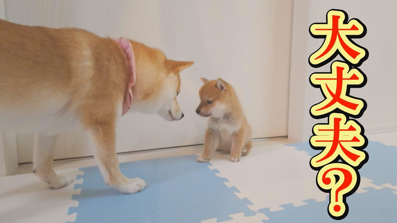 母親のような眼差しで栄養失調の子犬を気づかい、遊んであげる姉柴犬が尊い。