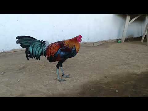 GILMORE HATCH LIVESTRONG FARMS