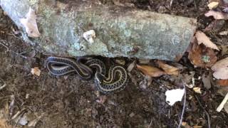 Snakes in the Wood Pile