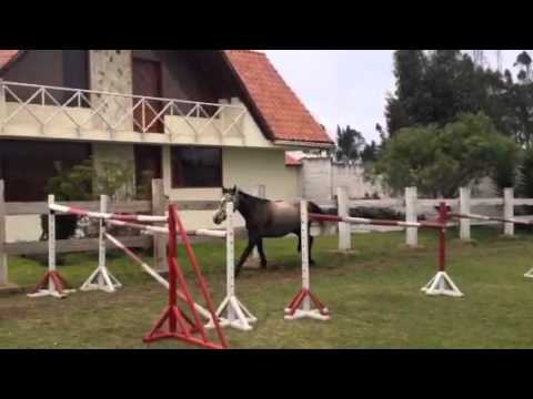 Georgio (x barbarian)