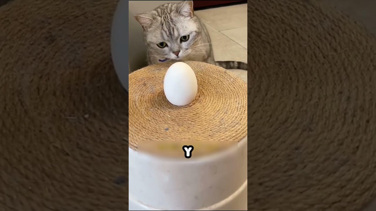 Gato Incubando Huevo de Pato