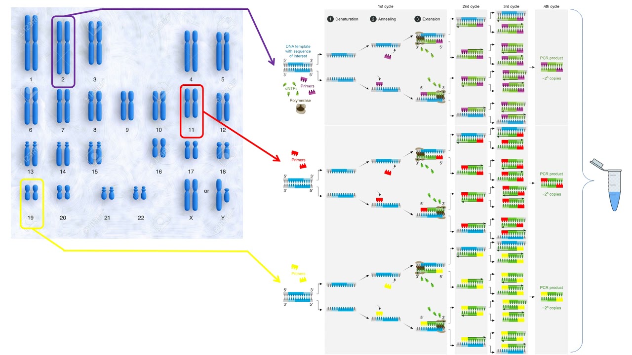 Problema 4   Genética Forense (STR)