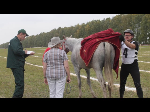 Озын ярышта атларны тикшерәләр