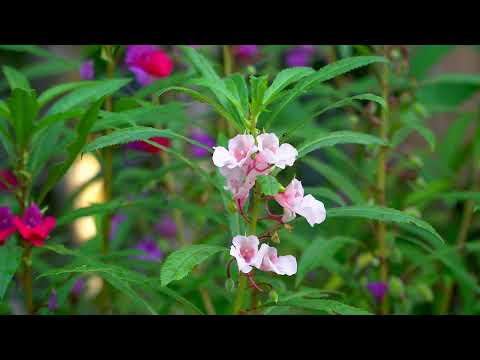 Balsam flowers | royalty free stock footage