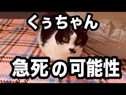 くぅちゃんの腎臓が大変なことになりました【猫の慢性腎臓病と尿路結石】