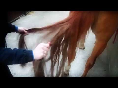 comment nettoyer la queue d'un cheval