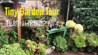 #Succulent Garden Tour | relax music | Build arch trellis for my climbing rose 小花園之旅 #花園生活 #多肉植物