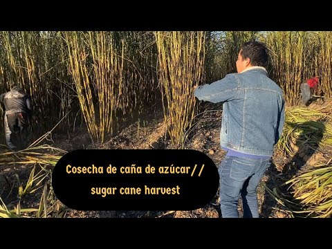 , title : 'Cosecha de caña de azúcar // sugar cane harvest'