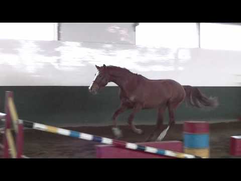 Dodge H, Freejumping Dec'11 #6 (Hogendoorn Sport Horses)