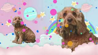 Julia Why? – “Deep Fake”